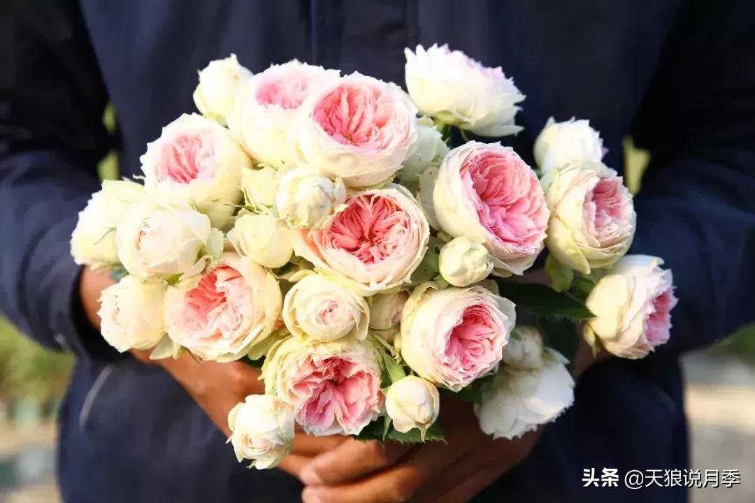 抗病性好的月季推荐,哪些月季品种抗病强