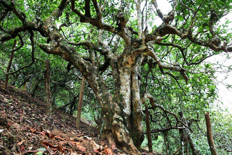 南糯山普洱茶价格357克2009年,南糯山的普洱茶