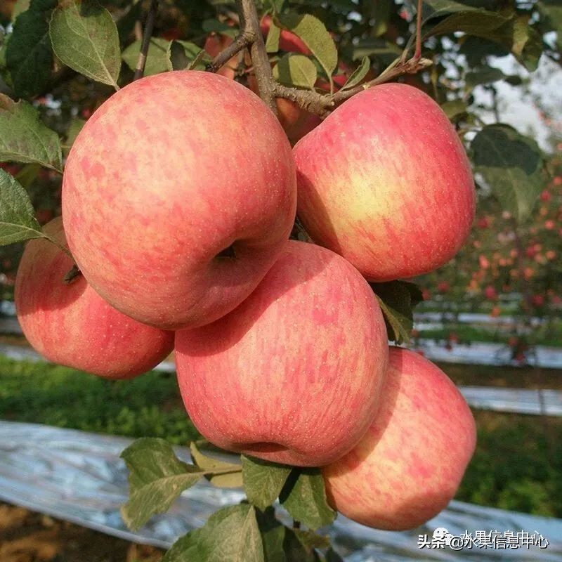 目前最有发展前途的早熟苹果品种,现在最好的富士苹果是什么品种