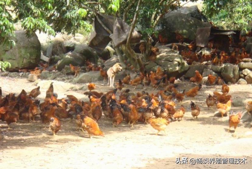 散养鸡养殖技术和管理视频,散养鸡技术与养殖技巧大全