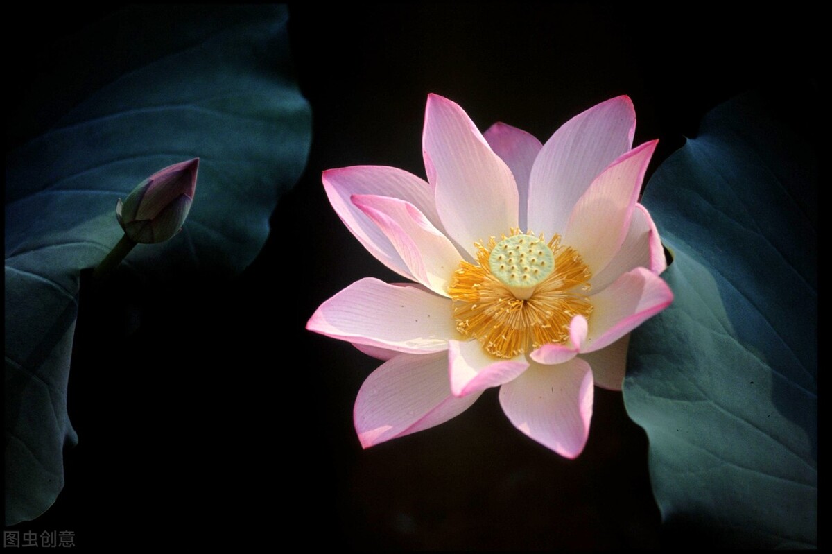 荷花怎么拍好看又有创意视频,教你拍摄荷花的四个意境