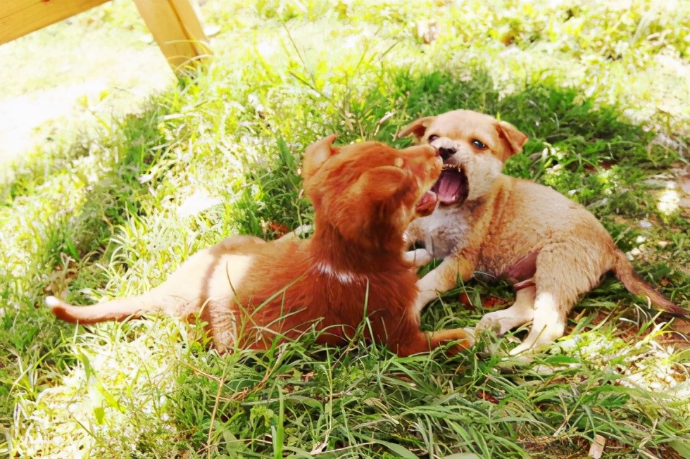 两只狗经常吵架怎么办,两个狗狗经常在一起打架怎么办