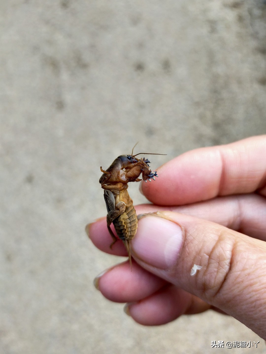 农村常见六种虫子,农村最常见的五种危险虫子