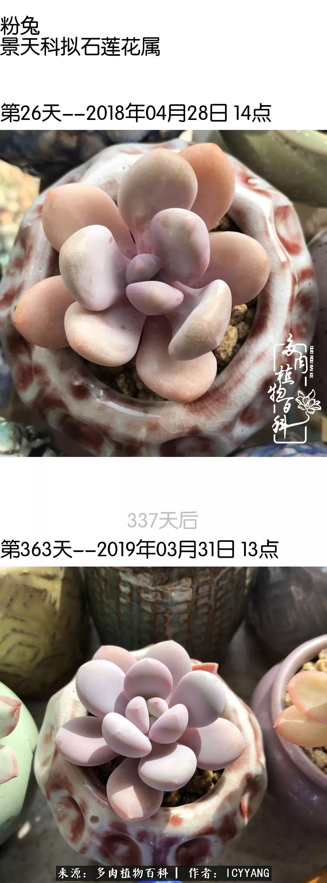 多肉隔着玻璃晒太阳效果好吗,隔着玻璃养的多肉照样长得好