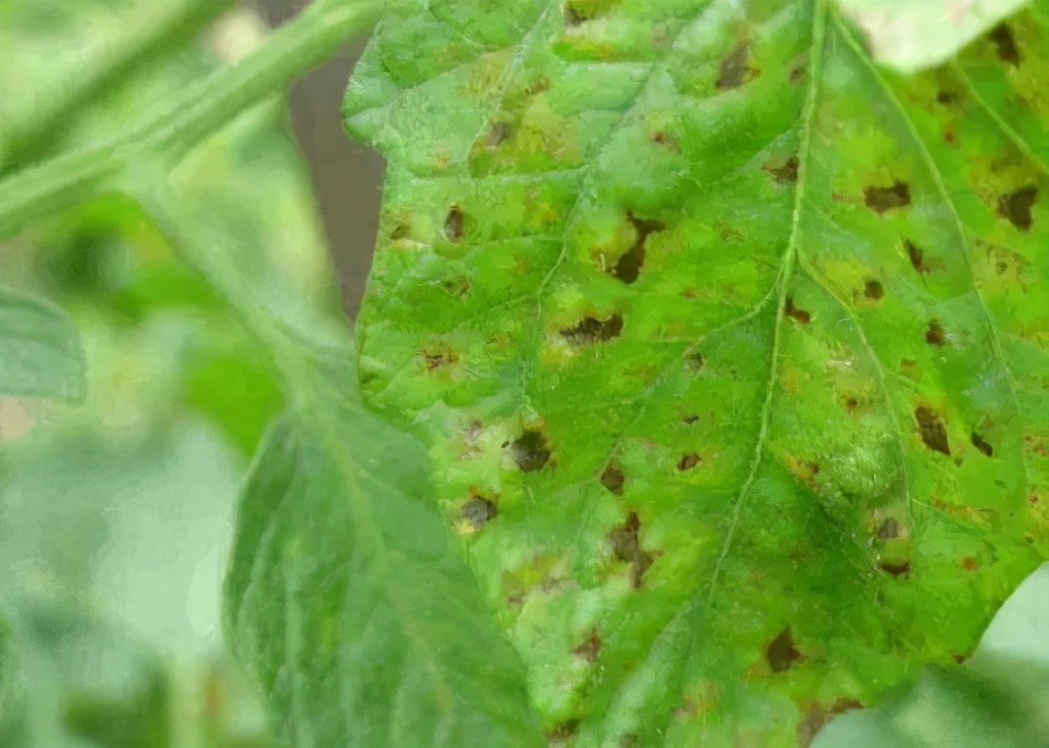 又酸又硬的猕猴桃,猕猴桃又硬又酸是怎么回事