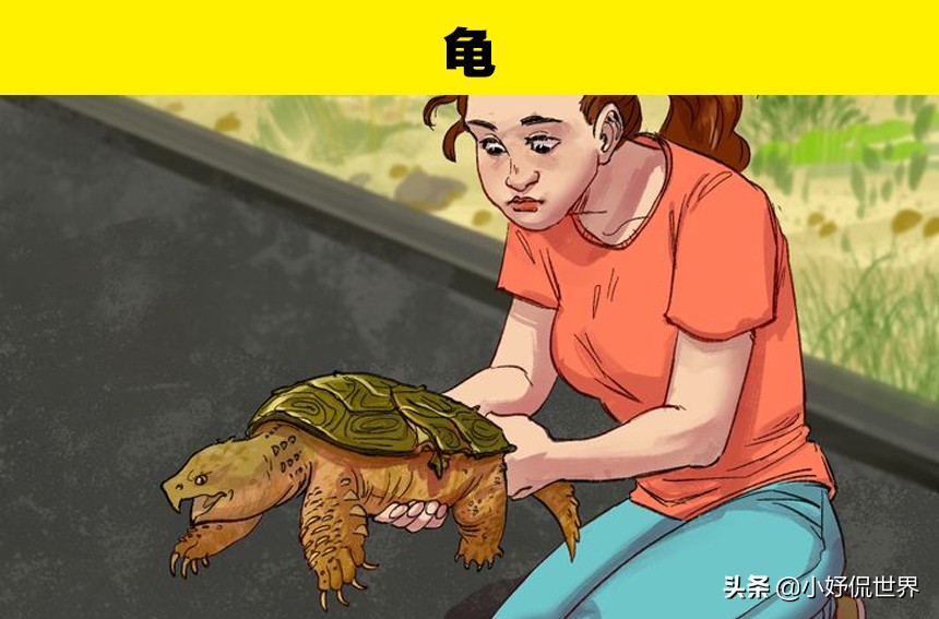 动物受伤处理视频,国家二级保护动物受伤了怎么处理