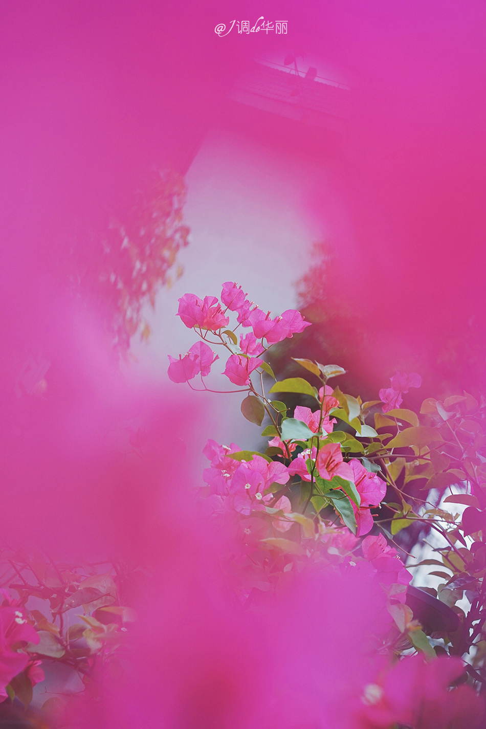 厦门水泥花砖,厦门老花砖