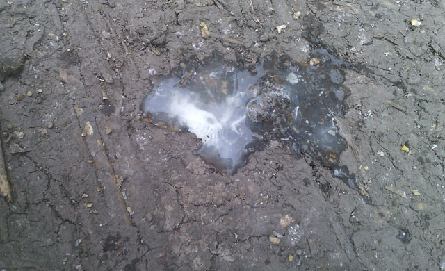 鸭子老是摇头是什么原因,鸭子拉白屎喘气怎么办