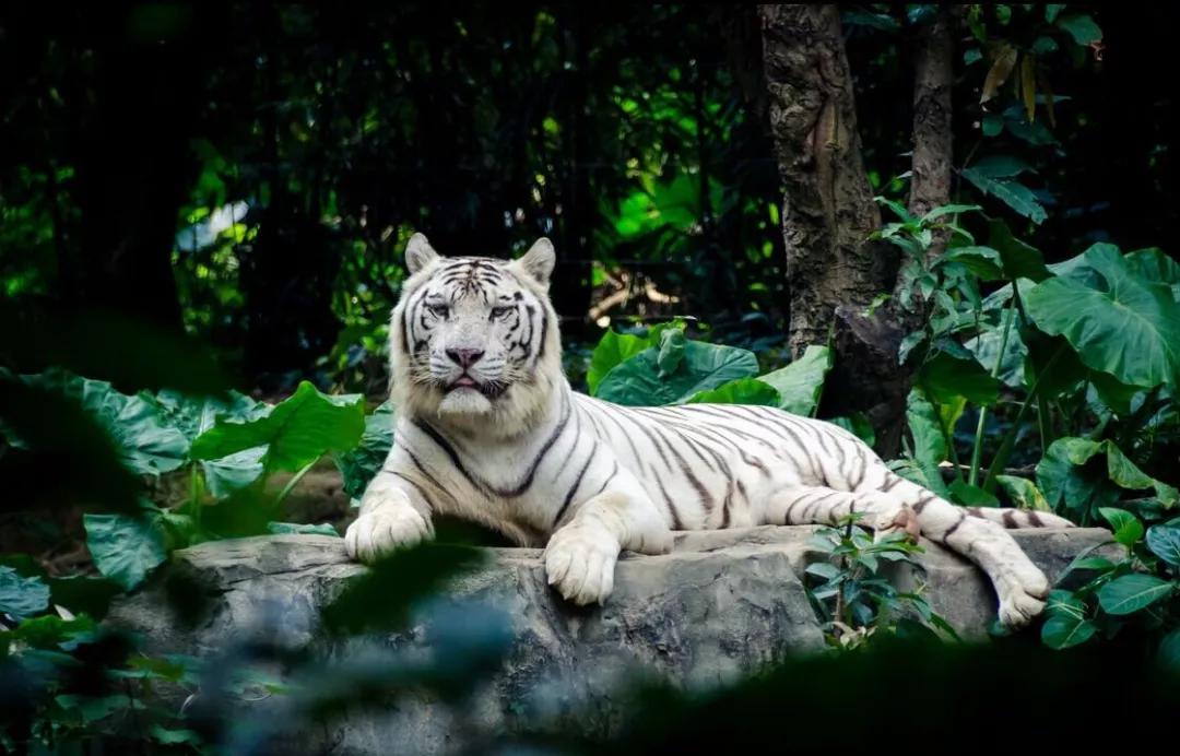 过年南方和北方的差异,北方人过年和南方人过年