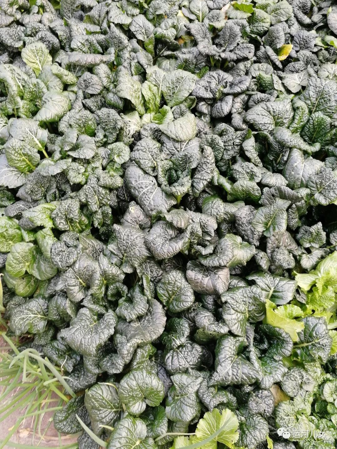 扬州宝应黑菜价格,宝应县黑菜