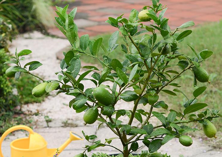 柠檬开花结果后怎样保果,柠檬开花结果怎样施肥