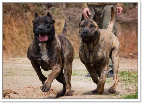 如何防止恶犬咬人,恶犬咬人如何处理