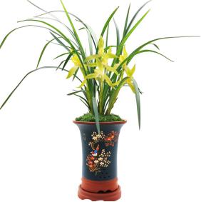 养兰花得雅趣,养兰知识大全