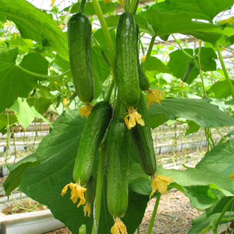 黄瓜无土栽培营养液,黄瓜无土栽培亩产量