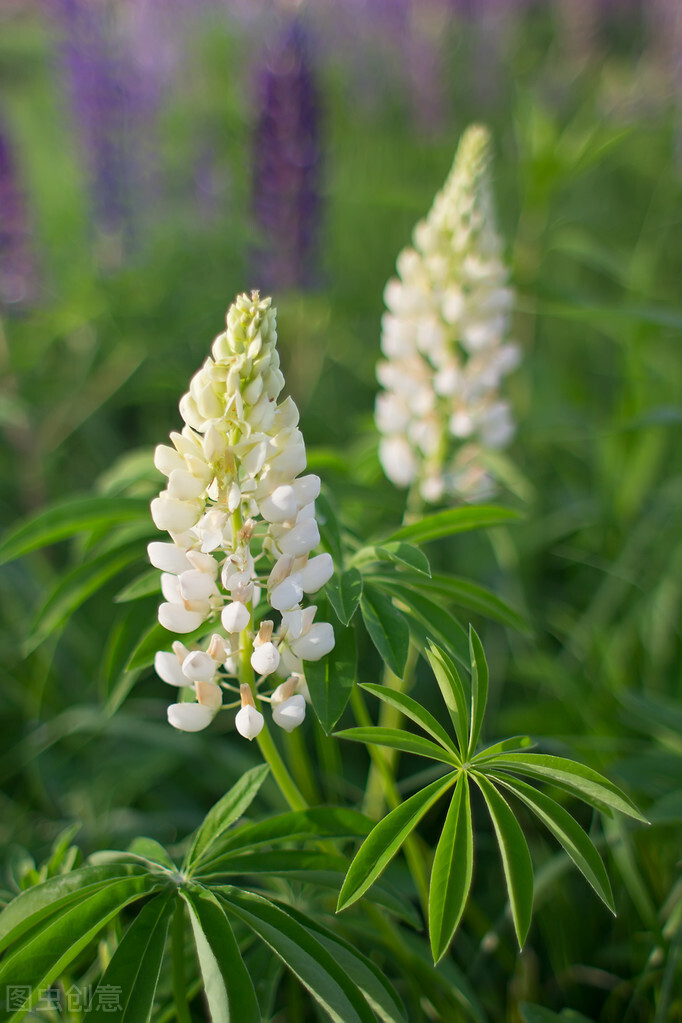 每个十一月生日对应的生日花,365天每天代表生日的花有哪些