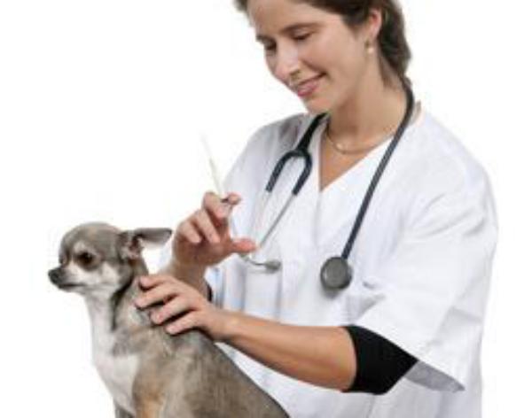 狗狗低血钙产后多久发病,狗狗产后低血钙后可以吃猪肝吗