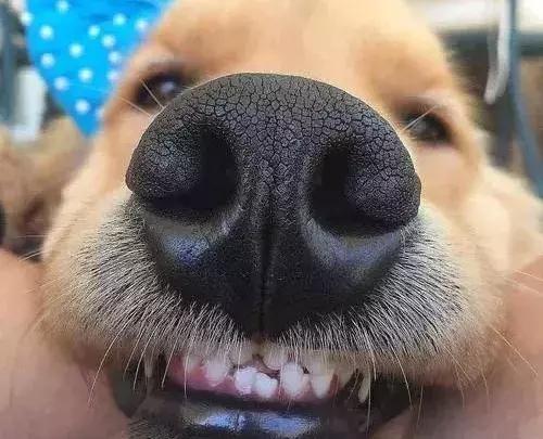 一口黄牙能洗白吗,一口黄牙毁了一张脸