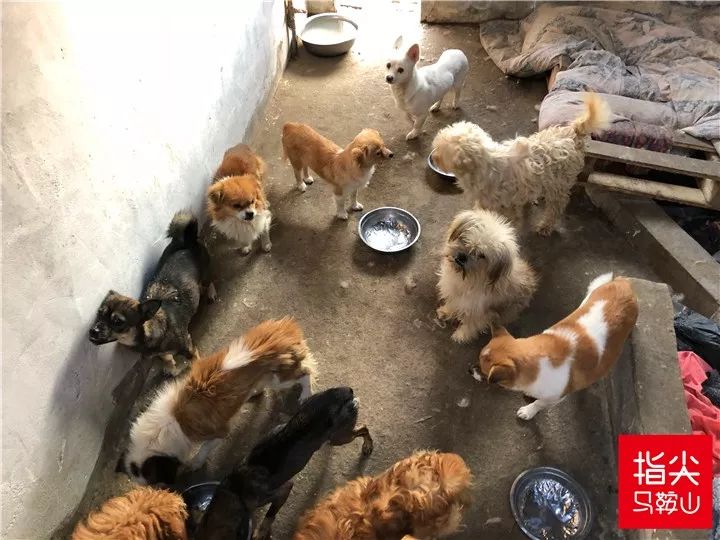 马鞍山流浪狗救助中心在哪里,曝光流浪狗救助真相