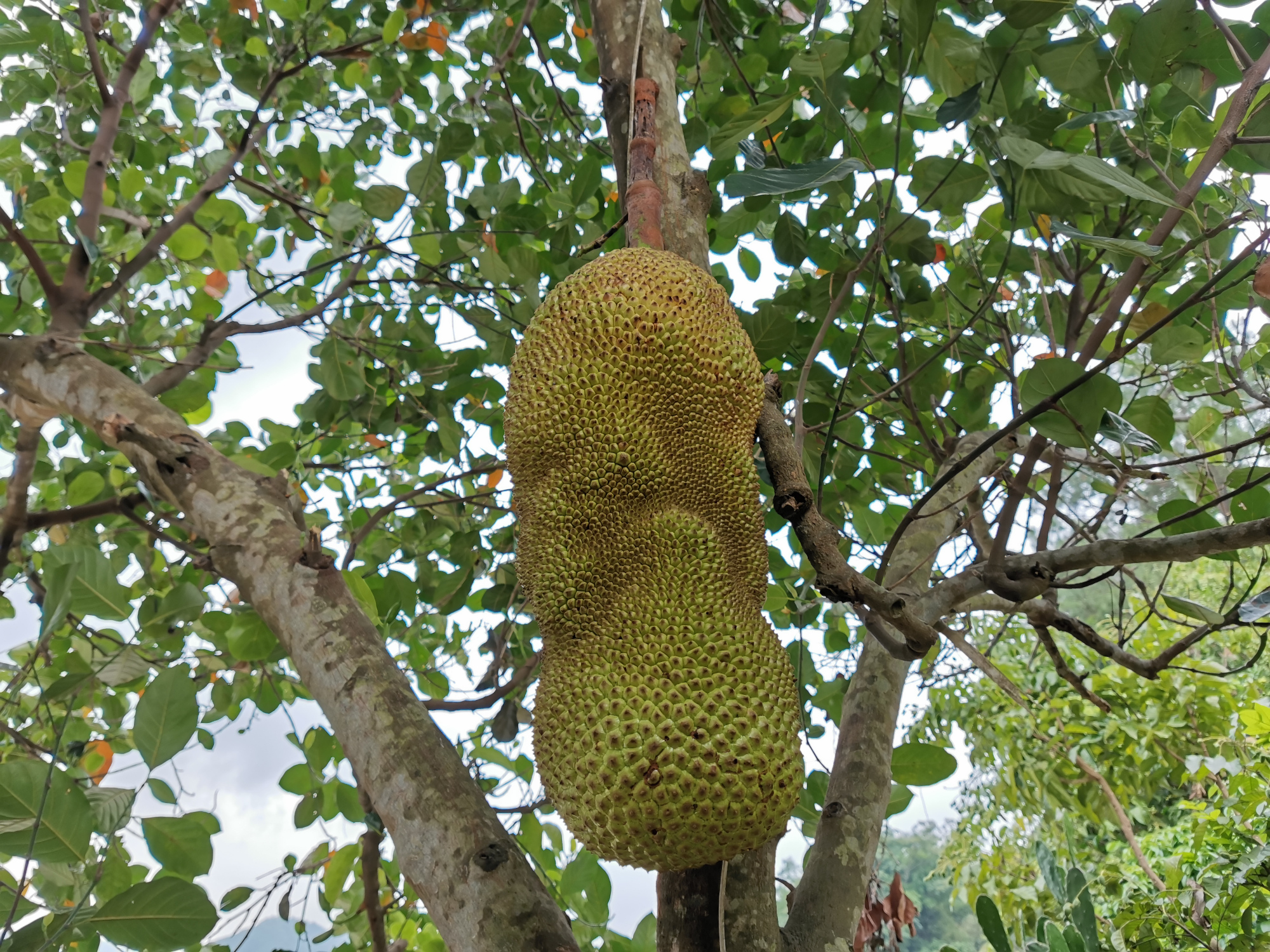院子里种菠萝蜜树好吗,目前最好的菠萝蜜品种是哪个
