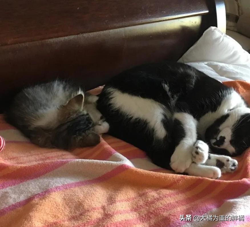 母猫离家出走留下小猫,母猫挪窝落下小猫