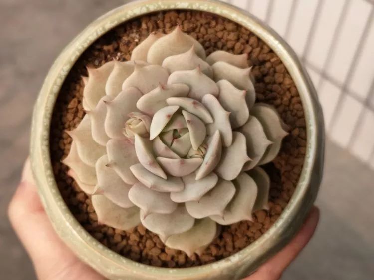 多肉一个月对比照,多肉30天前后对比图