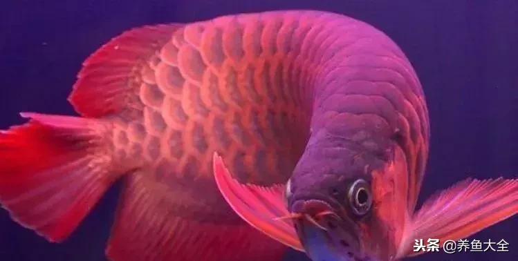 中国最贵的观赏鱼排行榜top10,最贵金龙鱼观赏鱼多少钱一条