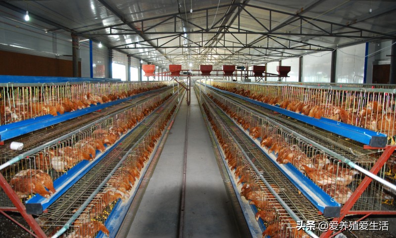 鸡霉菌性肠炎会引起拉稀吗,鸡群腹泻肠炎