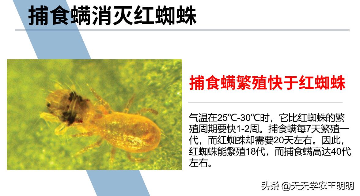 捕食螨除红蜘蛛,捕食螨灭红蜘蛛视频