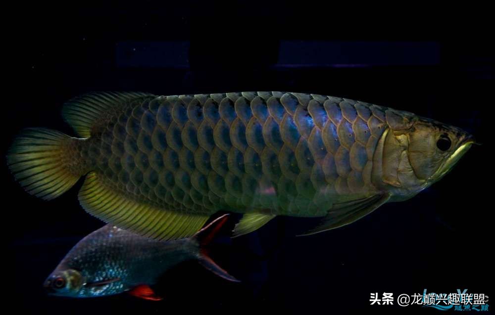 龙鱼受惊后关灯静养还是开灯,龙鱼刚到家应该开灯还是关灯静养