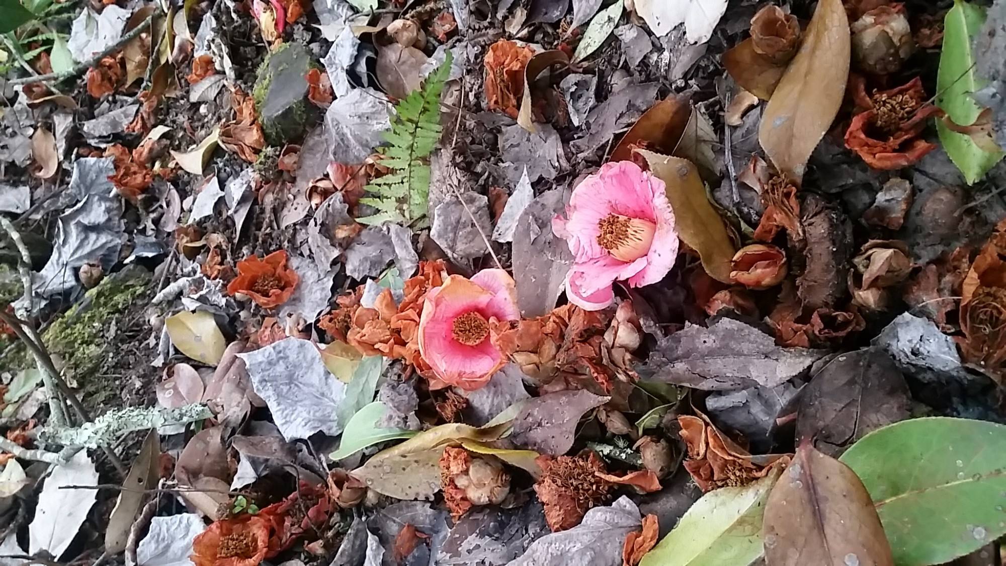 茶花开花后花瓣变软,为何茶花花瓣发黄