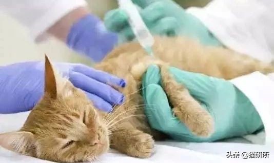 猫咪航空托运全面解析铲屎官必看,八大航空公司对于托运猫咪要求