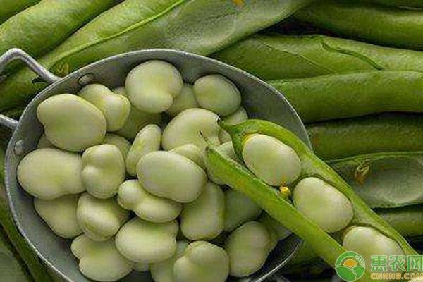 蚕豆功效与作用蚕豆是养胃的吗,2022年干蚕豆多少钱一斤