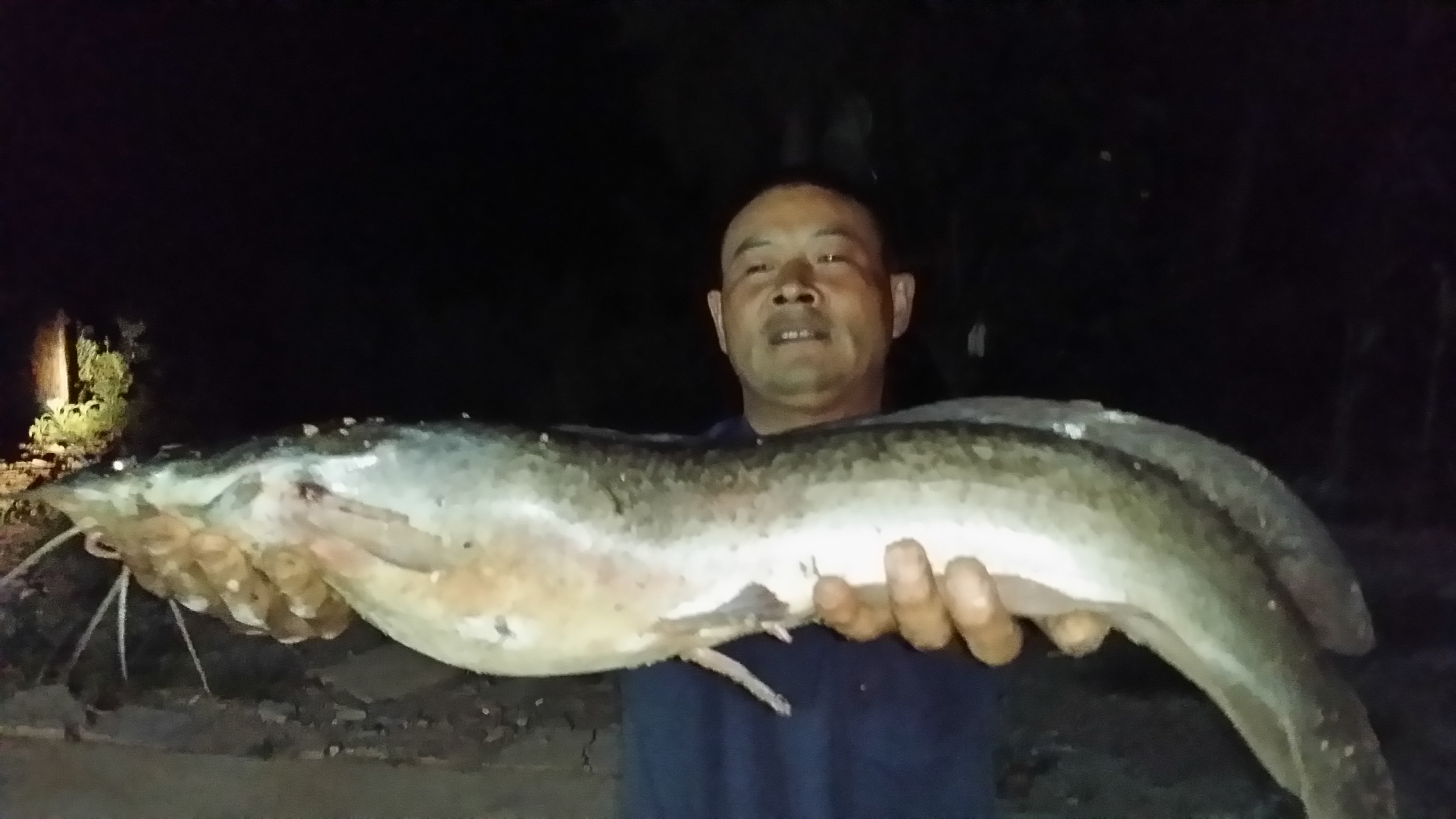 草鱼窝料水库,夏季专攻草鱼的窝料
