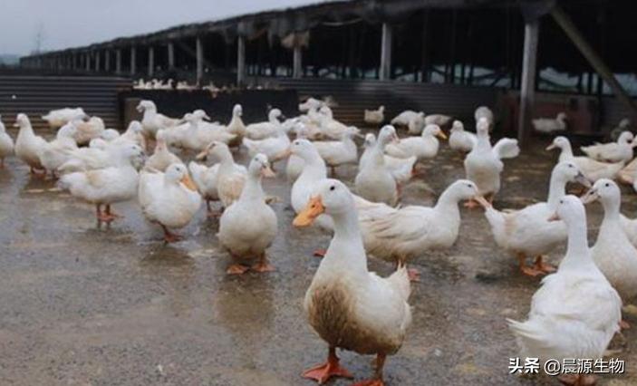 蛋鸭拉稀用什么药,蛋鸭掉毛原因及措施