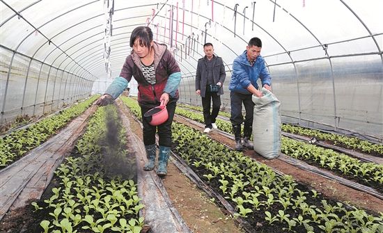 肥效明显，深受农家人的喜爱的草木灰，使用时要注意什么？