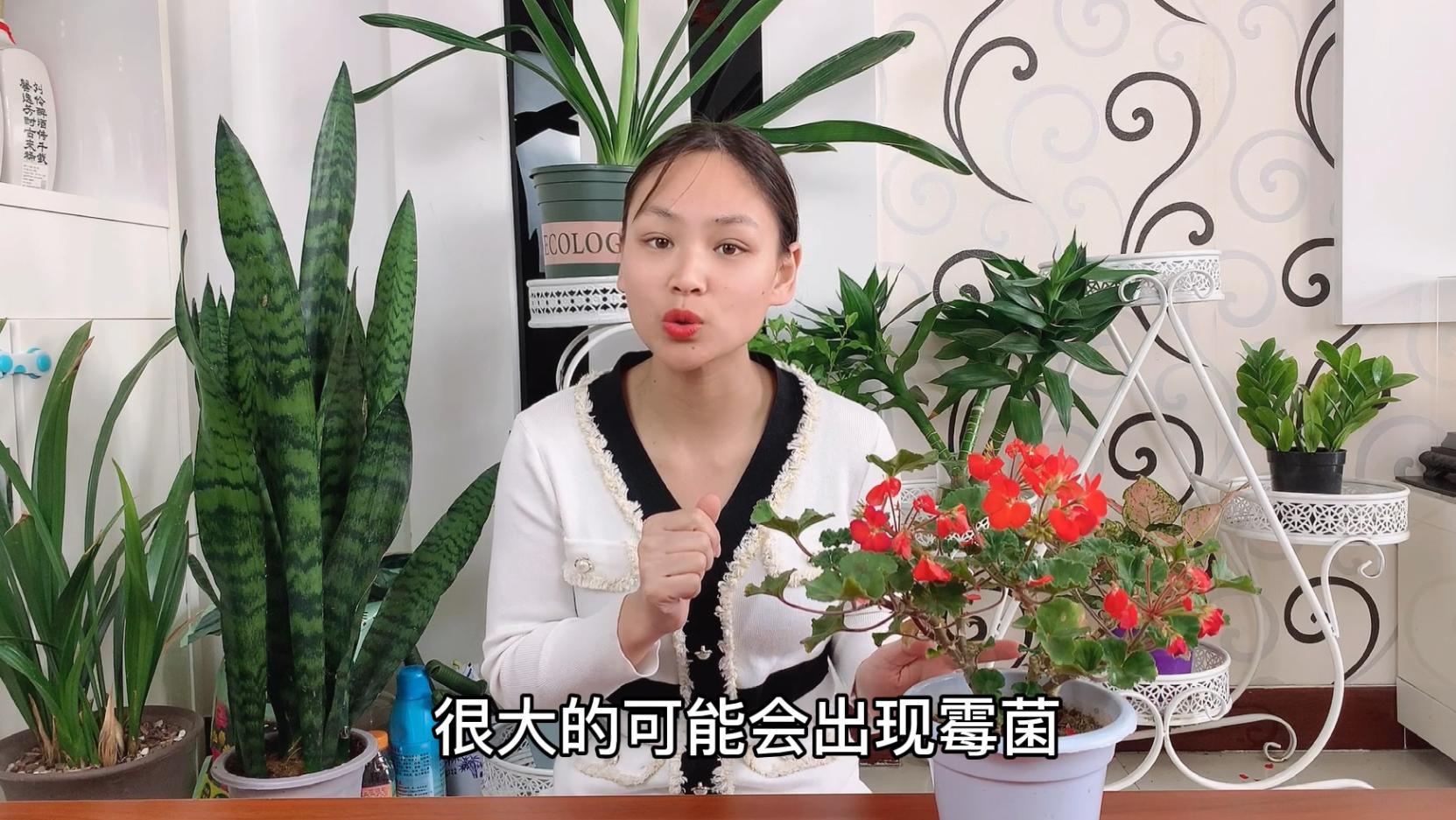 花的根部有白霉菌怎么办,花长霉菌了怎么办小妙招