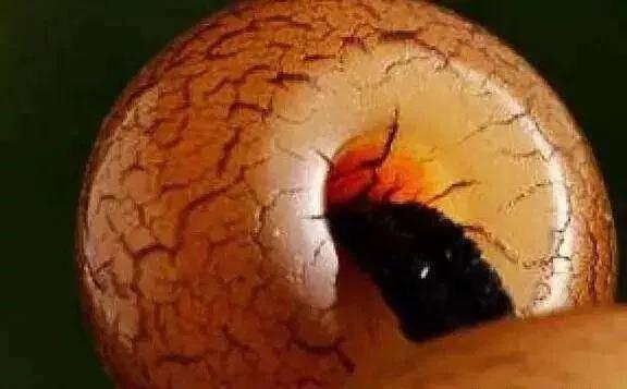 盘玩6年的星月菩提,星月菩提盘玩5年不开片