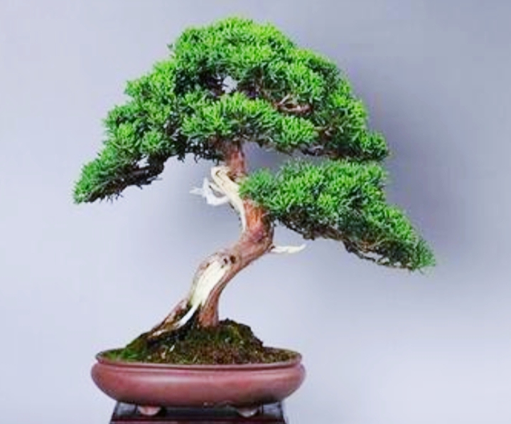 柏树桩盆景的造型,柏树舍利杆与枝条怎么完美过渡