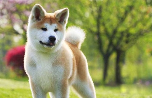 狗狗食欲不振且便便稀,狗狗便便稀软成形