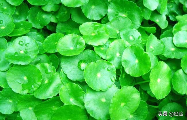 盆栽金钱草怎么养殖,盆栽金钱草的钩法