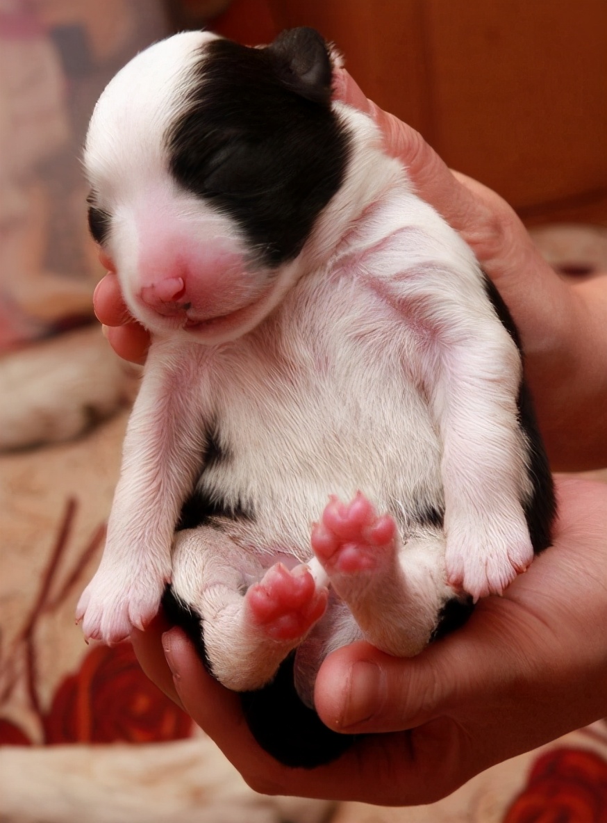 为什么母狗会咬死自己的幼崽,母狗为什么会咬死自己的孩子