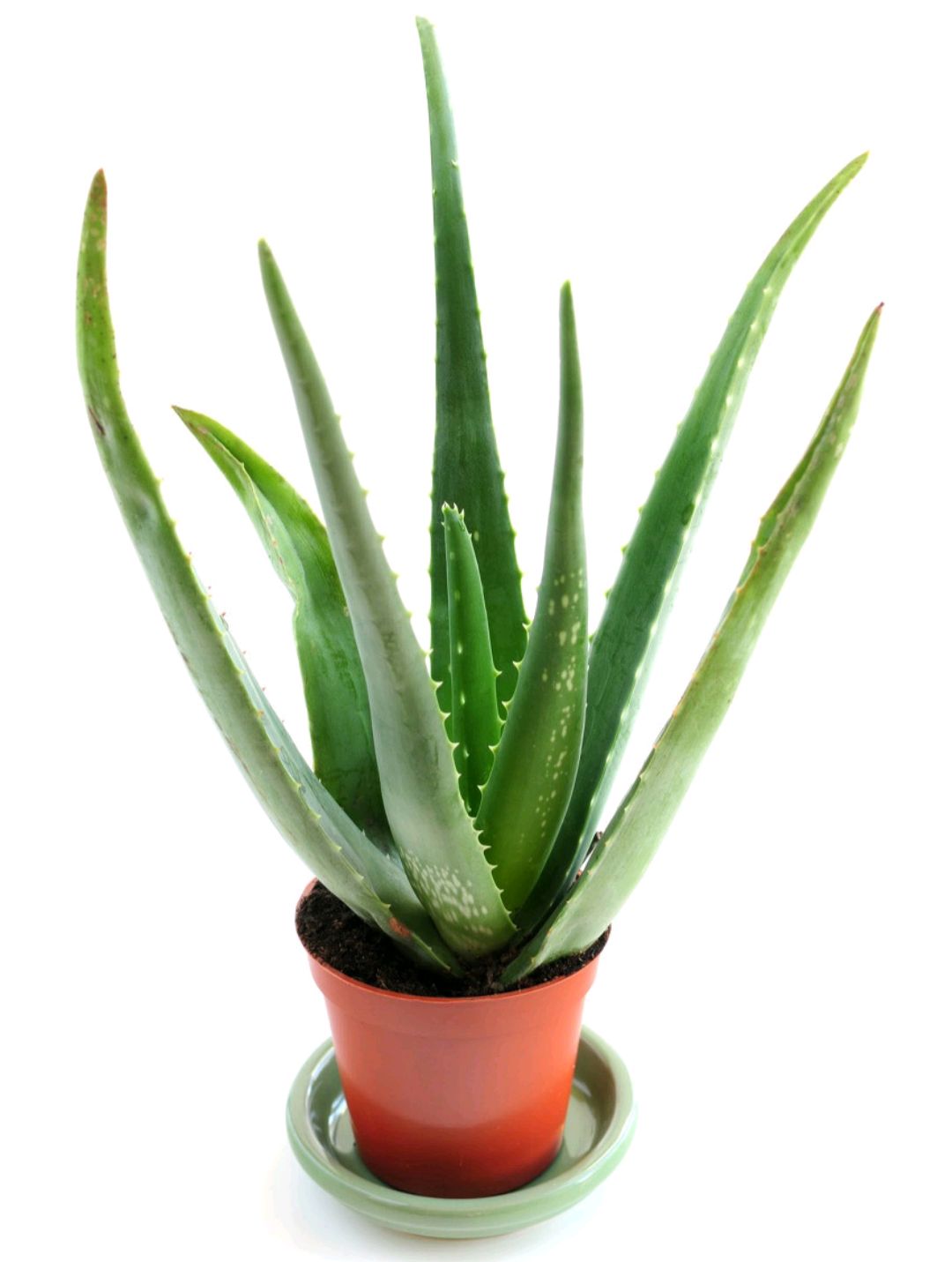 22种花耐旱耐热,天冷种花要注意什么