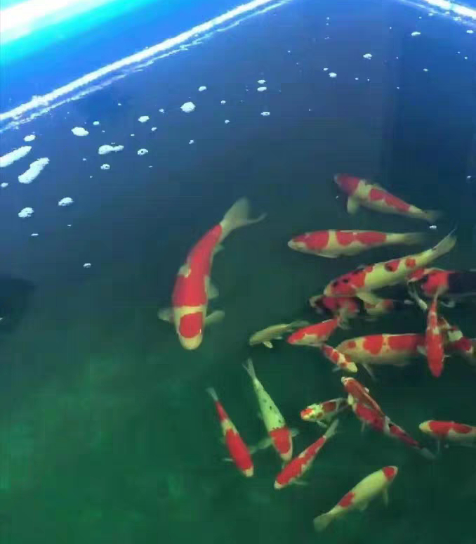 黄粉可以治疗锦鲤的白点病吗,锦鲤白点净治白点病几天会好