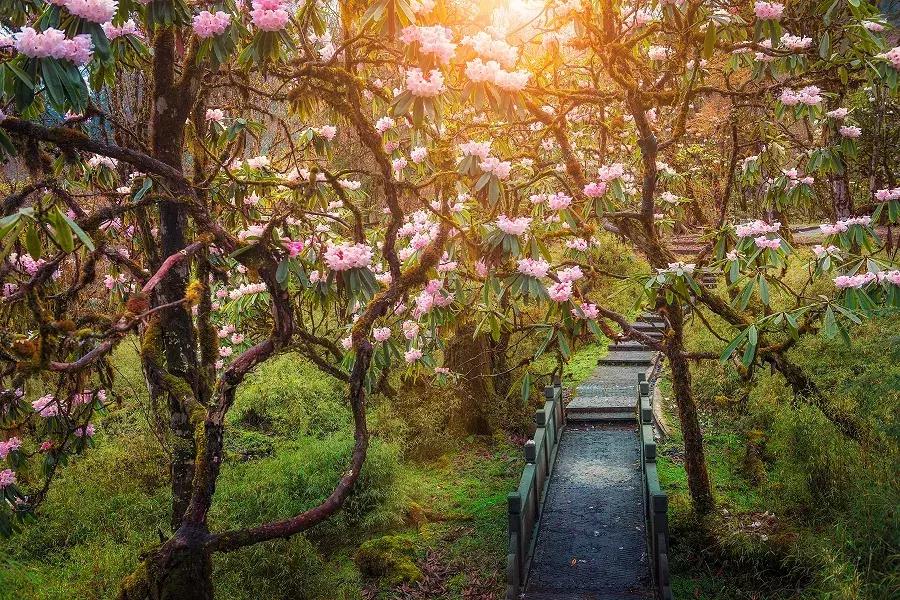 成都自驾百里杜鹃旅游攻略,万亩杜鹃花在青山幽谷