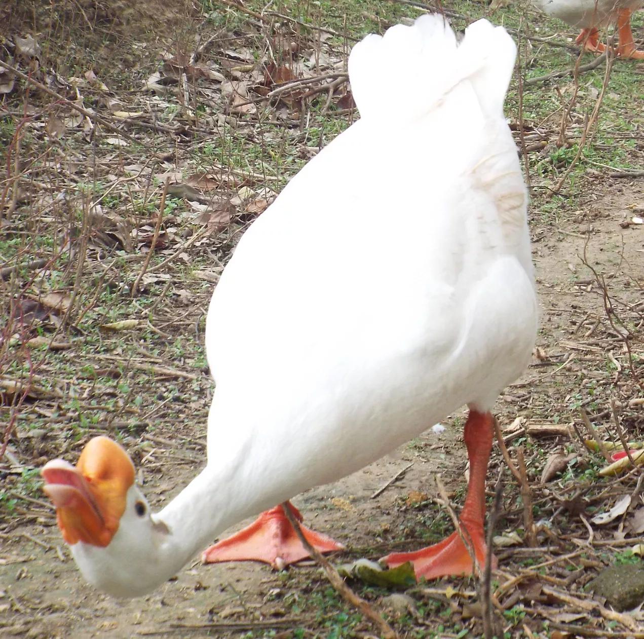 黄鼠狼忌语,黄鼠狼讲话