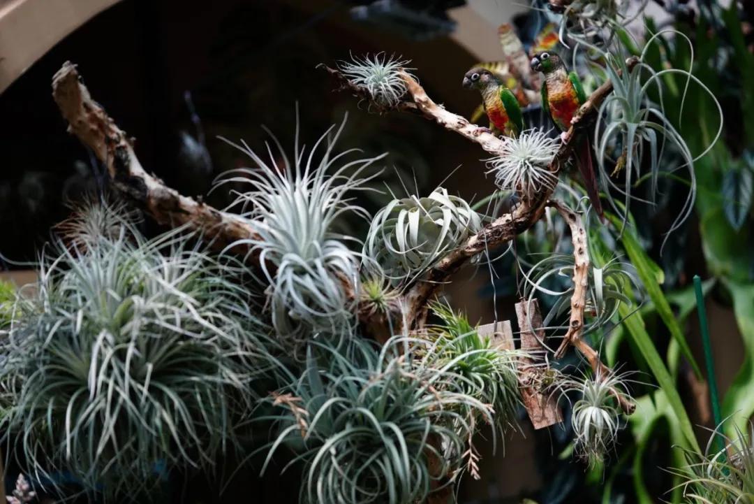 空气凤梨怎么固定,空气凤梨怎么控形