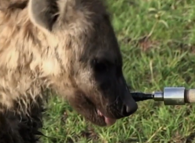 被误解的鬣狗,被误解最深的动物鬣狗