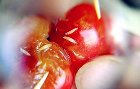 太阳能杀虫灯可以防治樱桃果蝇,大樱桃果蝇难防治掌握方法才奏效