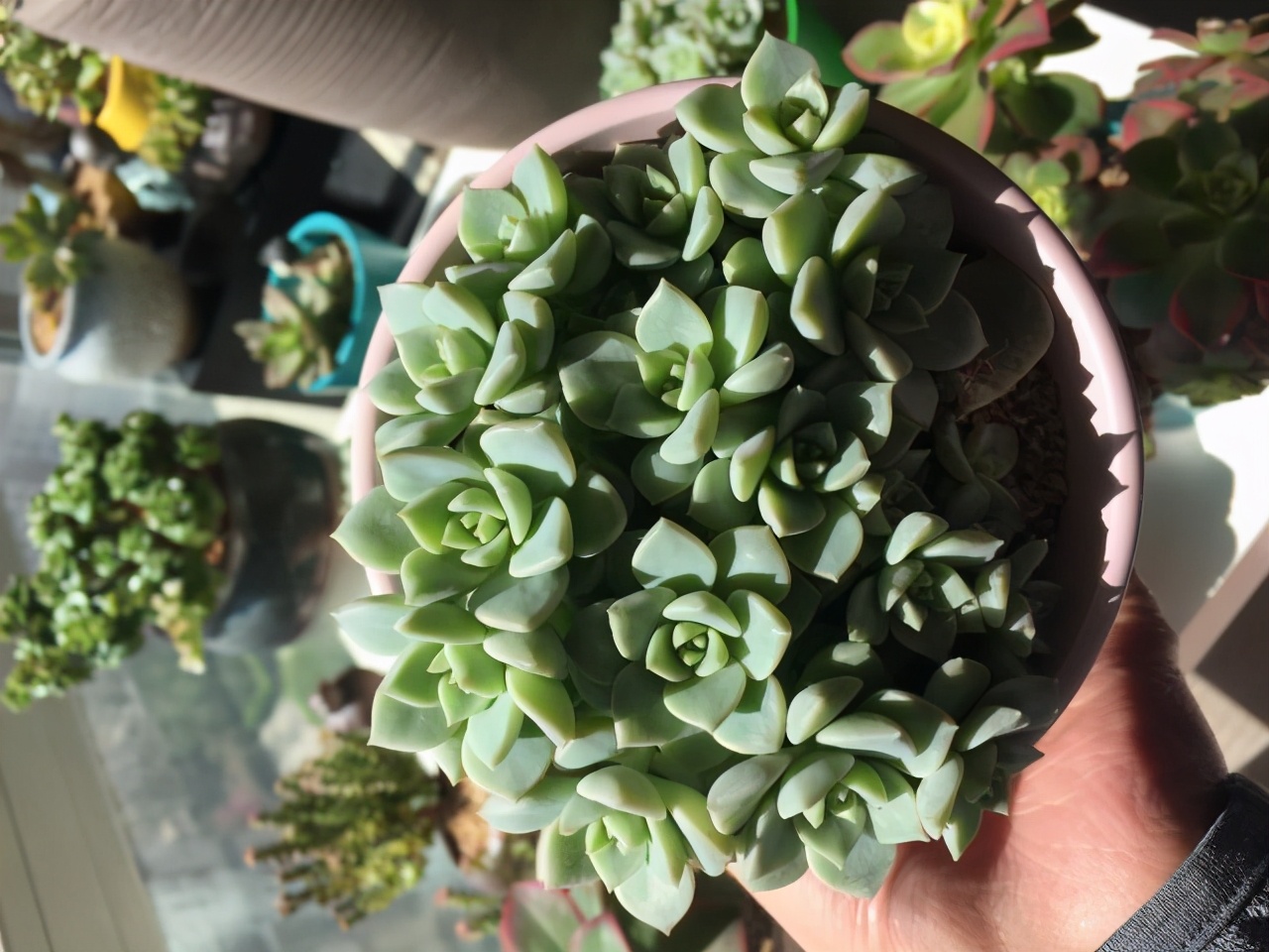 徒长的多肉,徒长的多肉怎么做悬崖造型