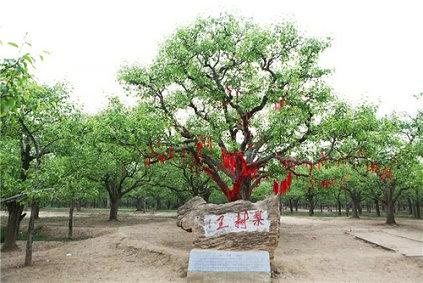 宁陵万亩梨园梨花节几号结束,宁陵梨花节是什么时间举行的